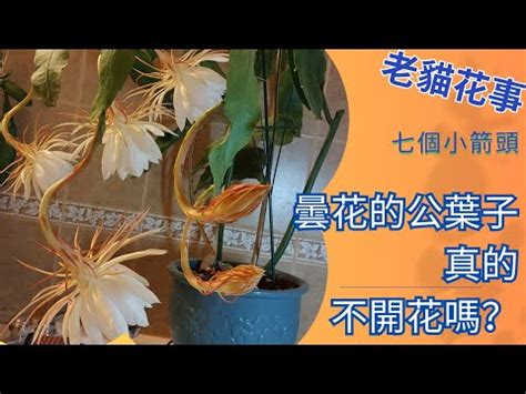 曇花會結果嗎|曇花種植.